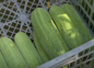 Cucumber